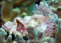 Detail image of the Papuan Scorpionfish.  Several were ob... by Allan Vandeford 
